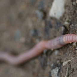 lombrices-ecologicas-al-rescate-UDLAP